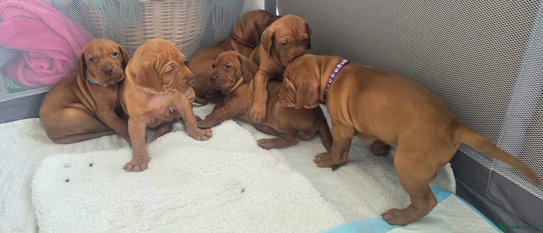 Hungarian Vizsla dogs for sale: Adorable vizsla puppies, exceptional pedigree - Image 29