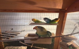 Lovebirds birds for sale: Lovebirds - Image 2