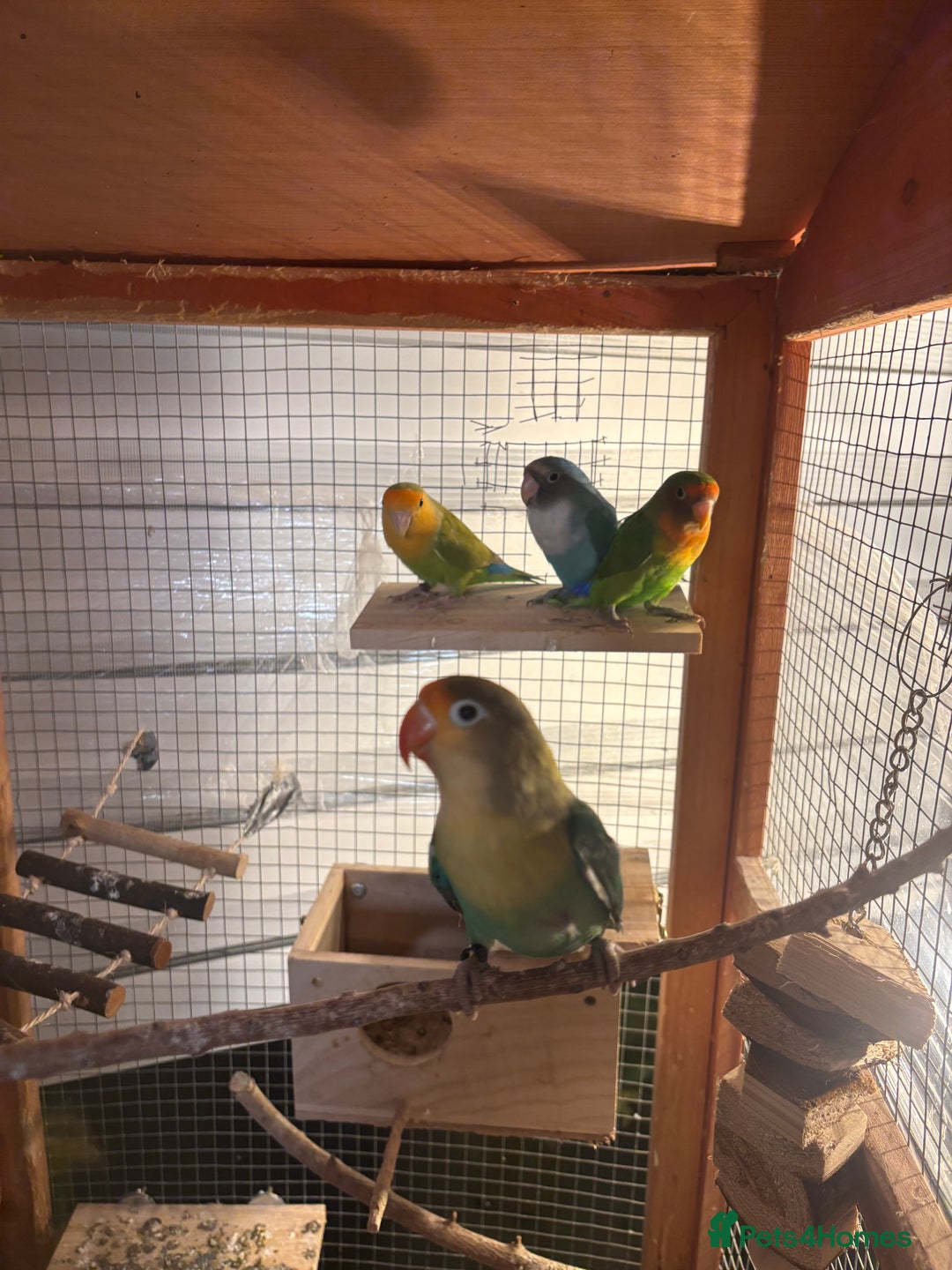 Lovebirds birds for sale: Lovebirds - Image 2