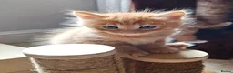 Mixed Breed cats for sale: Beautiful Litter: 4 Maine Coon X Ginger Toms - Advert 10