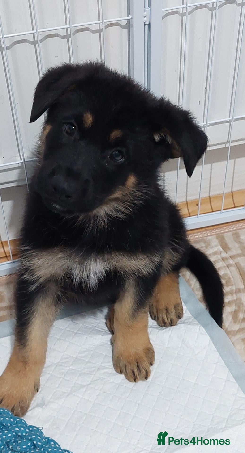 German Shepherd dogs **KC REGISTER GERMAN SHEPHERD PUPPIES 🐶  - Advert 2
