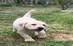 Labrador Retriever dogs for sale: Golden Labrador Puppies for Sale - Image 2