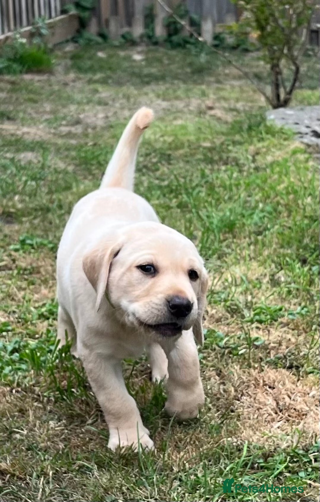 Labrador Retriever dogs for sale: Golden Labrador Puppies for Sale - Image 2