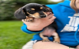 Miniature Dachshund dogs for sale: Miniature dachshund puppies ready 10/08/25 - Image 11