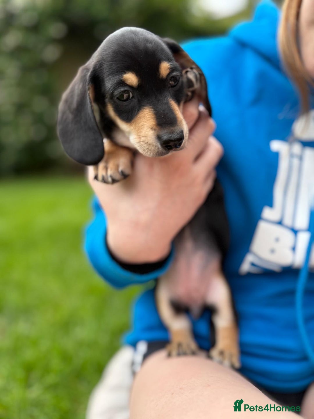 Miniature Dachshund dogs for sale: Miniature dachshund puppies ready 10/08/25 - Image 11
