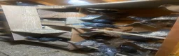 Pigeons birds for sale: Pigeons for sale - Advert 4