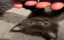 Mixed Breed cats for sale: Social loving ragdoll cross fluffy black blue eyes - Image 7