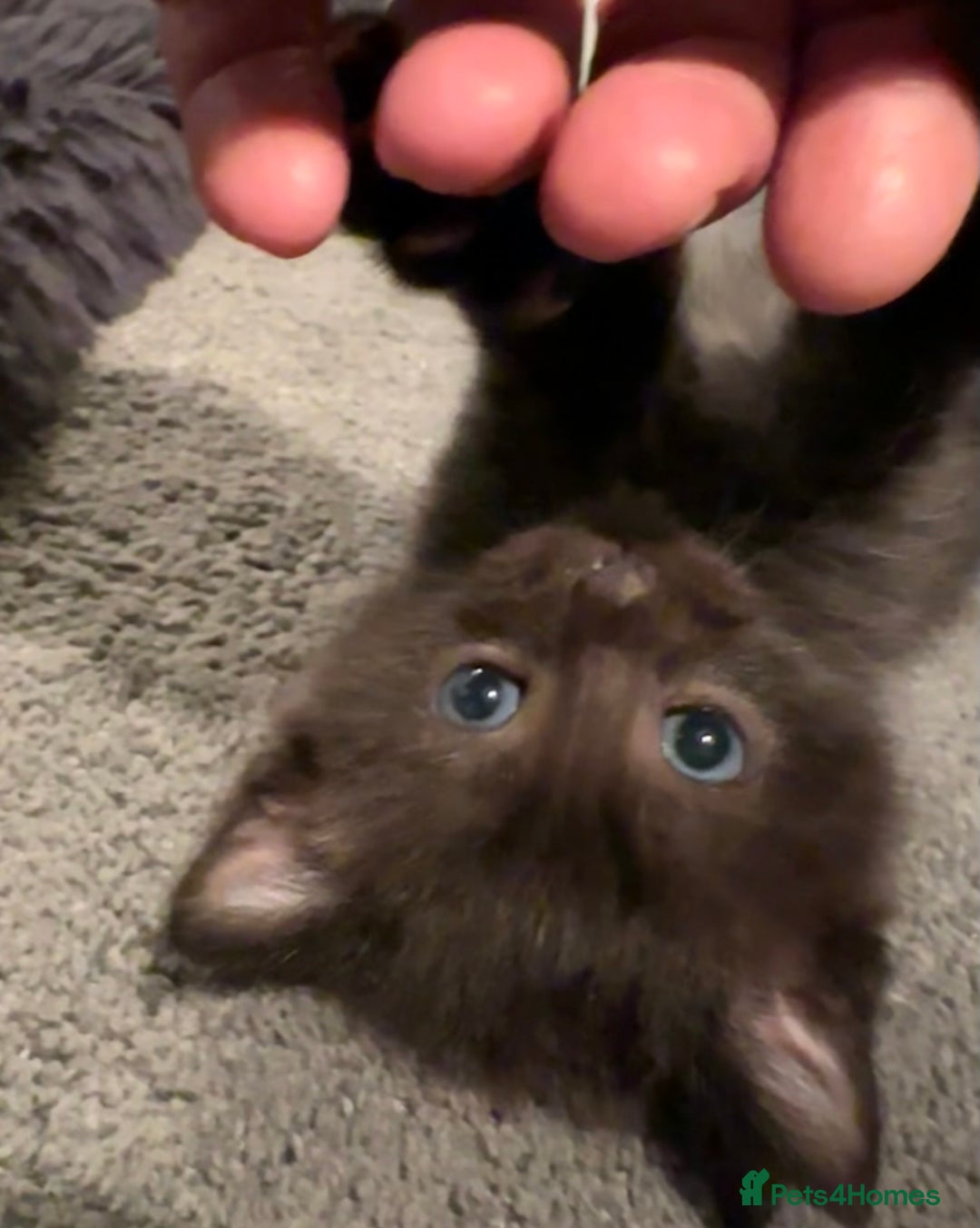 Mixed Breed cats for sale: Social loving ragdoll cross fluffy black blue eyes - Image 7