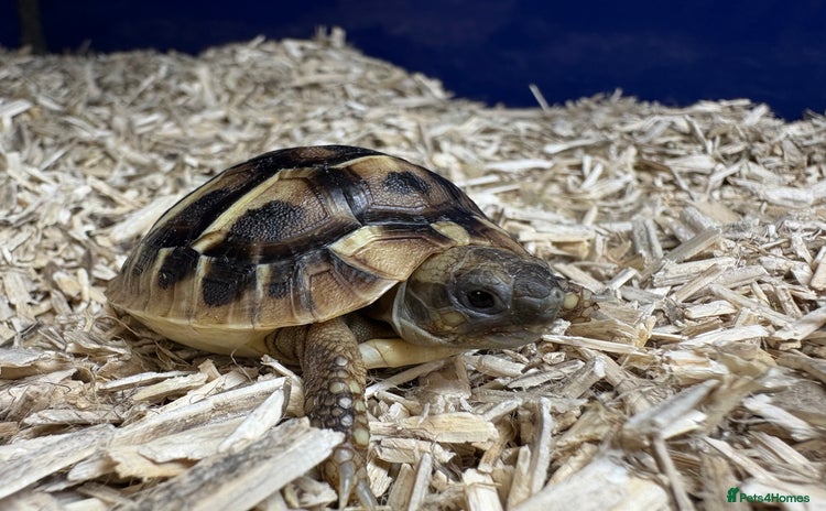 Tortoise reptiles - Advert 2