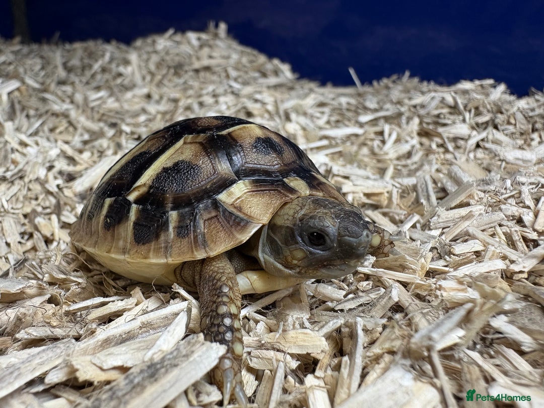 Tortoise reptiles for sale: 2025 UK Bred Western Dwarf Hermann Tortoise  - Image 1