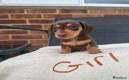 Miniature Dachshund dogs for sale: Miniature Dachshund - Image 4
