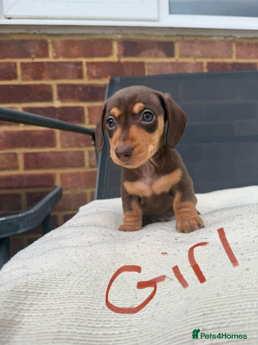 Miniature Dachshund dogs for sale: Miniature Dachshund - Image 4