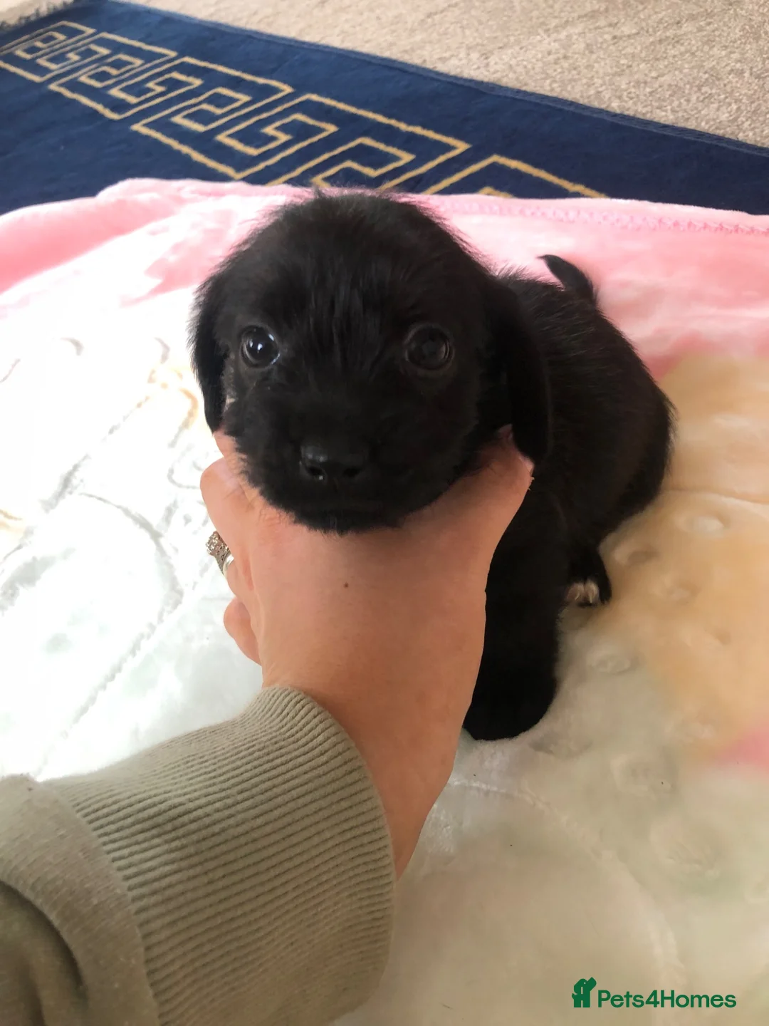 Miniature Dachshund dogs for sale: Miniature long coated dachshund  in Bury Saint Edmunds - Advert 2