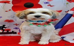Tibetan Terrier dogs for sale: Beautiful Tibetan Terrier Puppy 9 months old - Image 7