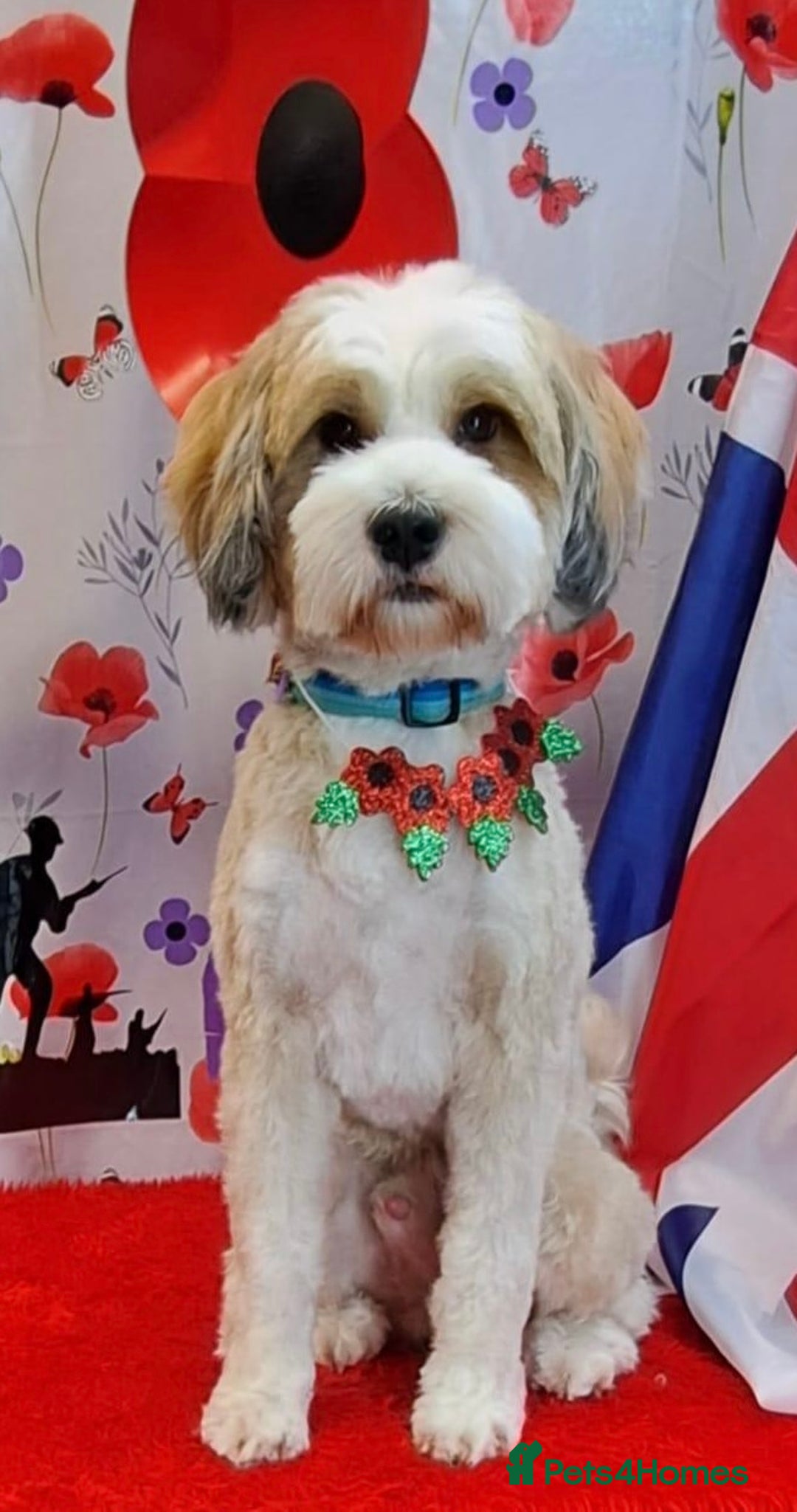 Tibetan Terrier dogs for sale: Beautiful Tibetan Terrier Puppy 9 months old - Image 7