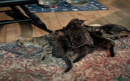 Domestic Shorthair cats for sale: Babies ready for their new homes NOW 🥰 - Image 31