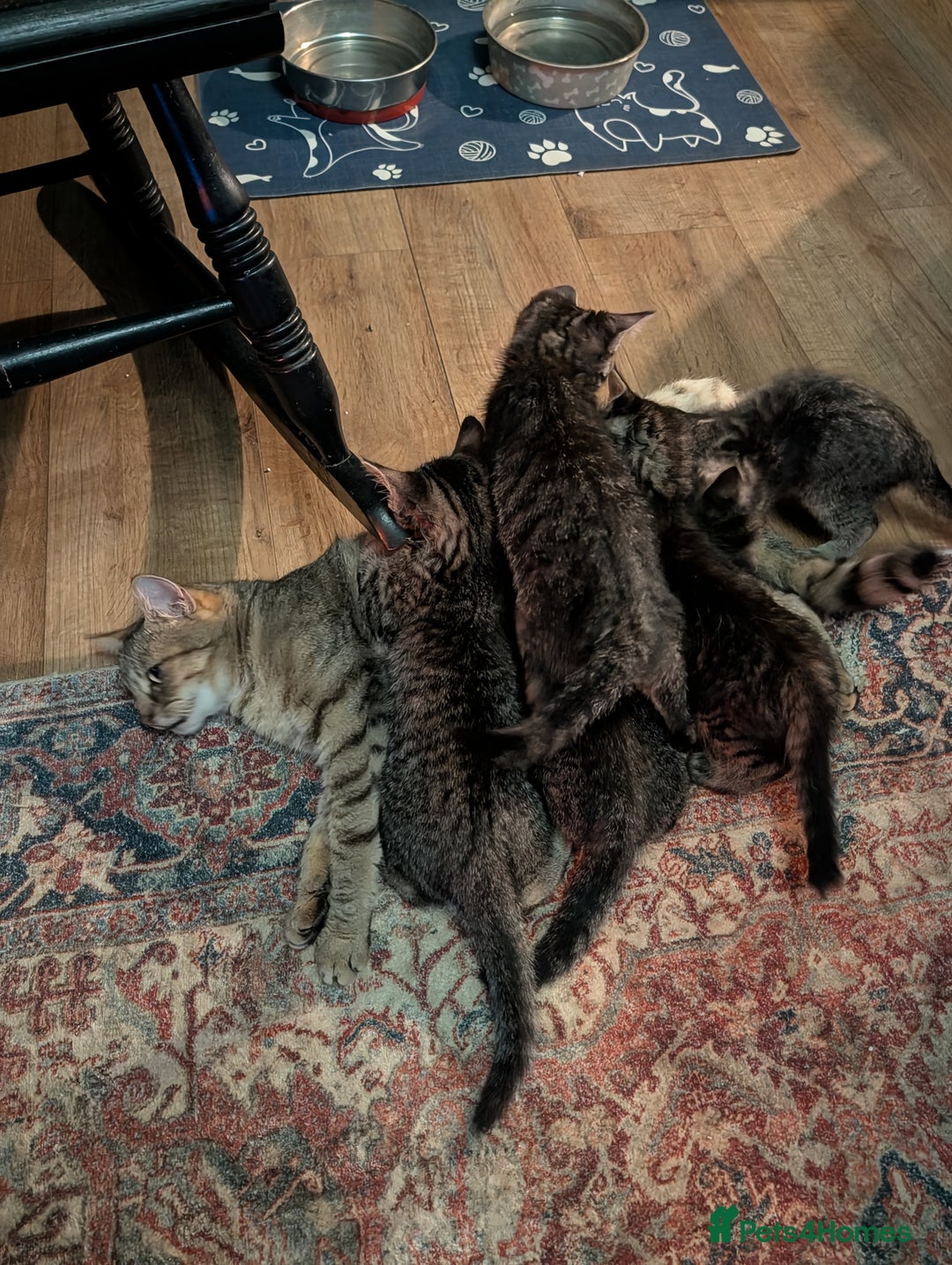 Domestic Shorthair cats for sale: Babies ready for their new homes NOW 🥰 - Image 31