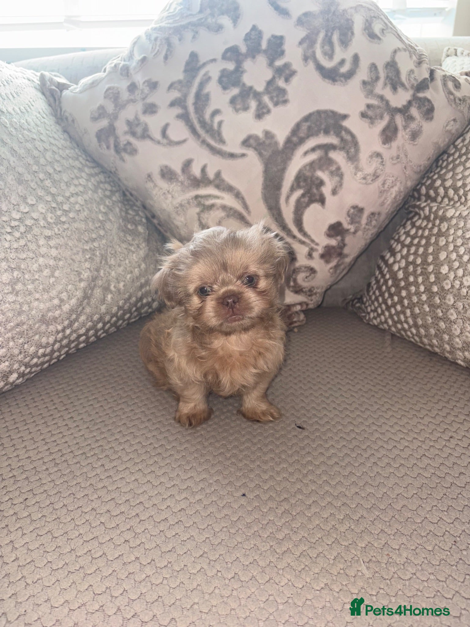 Shih Tzu dogs 3 Gorgeous boys ready now  - Advert 1