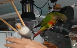 Lovebirds birds for sale: Fischers lovebirds handreared x2 - Image 23