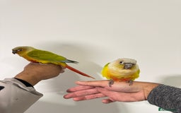 Budgerigars birds for sale: Two Baby handreared super tame conures  EACH - Image 2