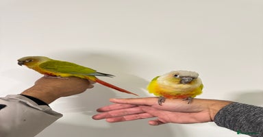 Budgerigars birds - Advert 5