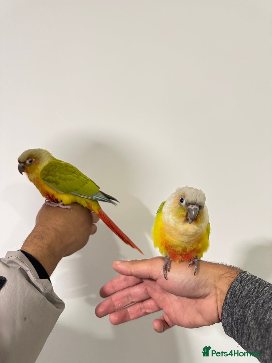 Budgerigars birds for sale: Two Baby handreared super tame conures  EACH - Image 2