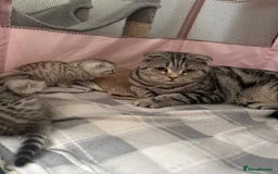 Scottish Fold cats for sale: 🐾 Adorable Scottish Straight kittens  - Image 1