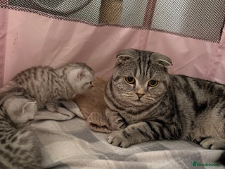 Scottish Fold cats - Advert 1