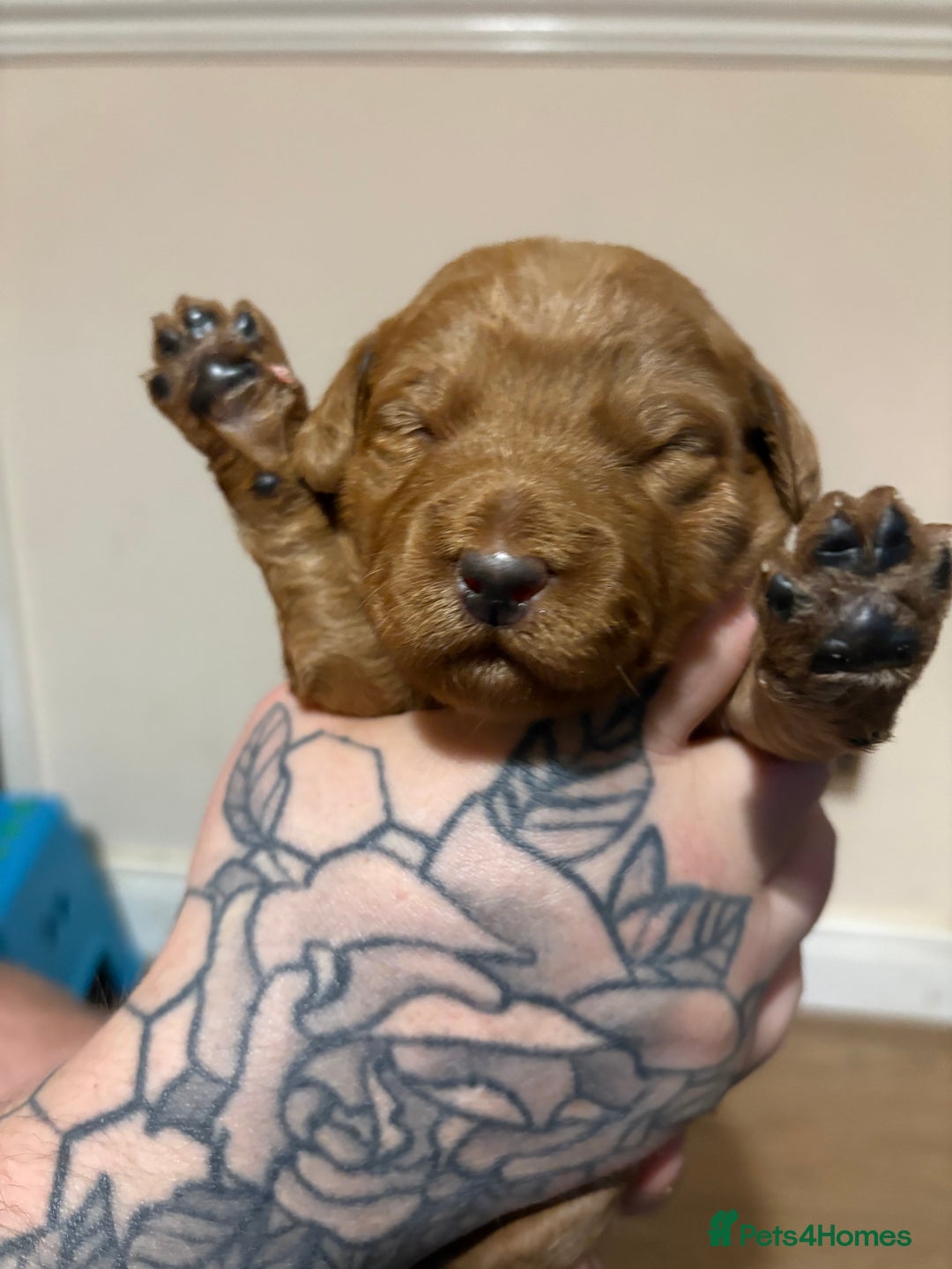 Labradoodle dogs for sale: Beautiful F1 Labradoodles - Advert 9