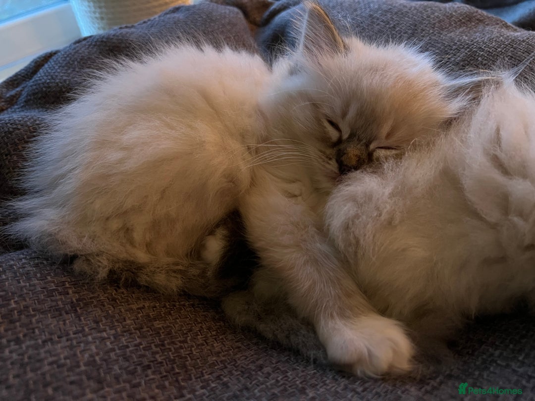 Ragdoll cats for sale: GCCF Ragdoll Kittens. Champion lines  - Advert 24