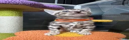 Bengal cats for sale: Stunning silver bengals. TICA reg & health tested - Advert 20