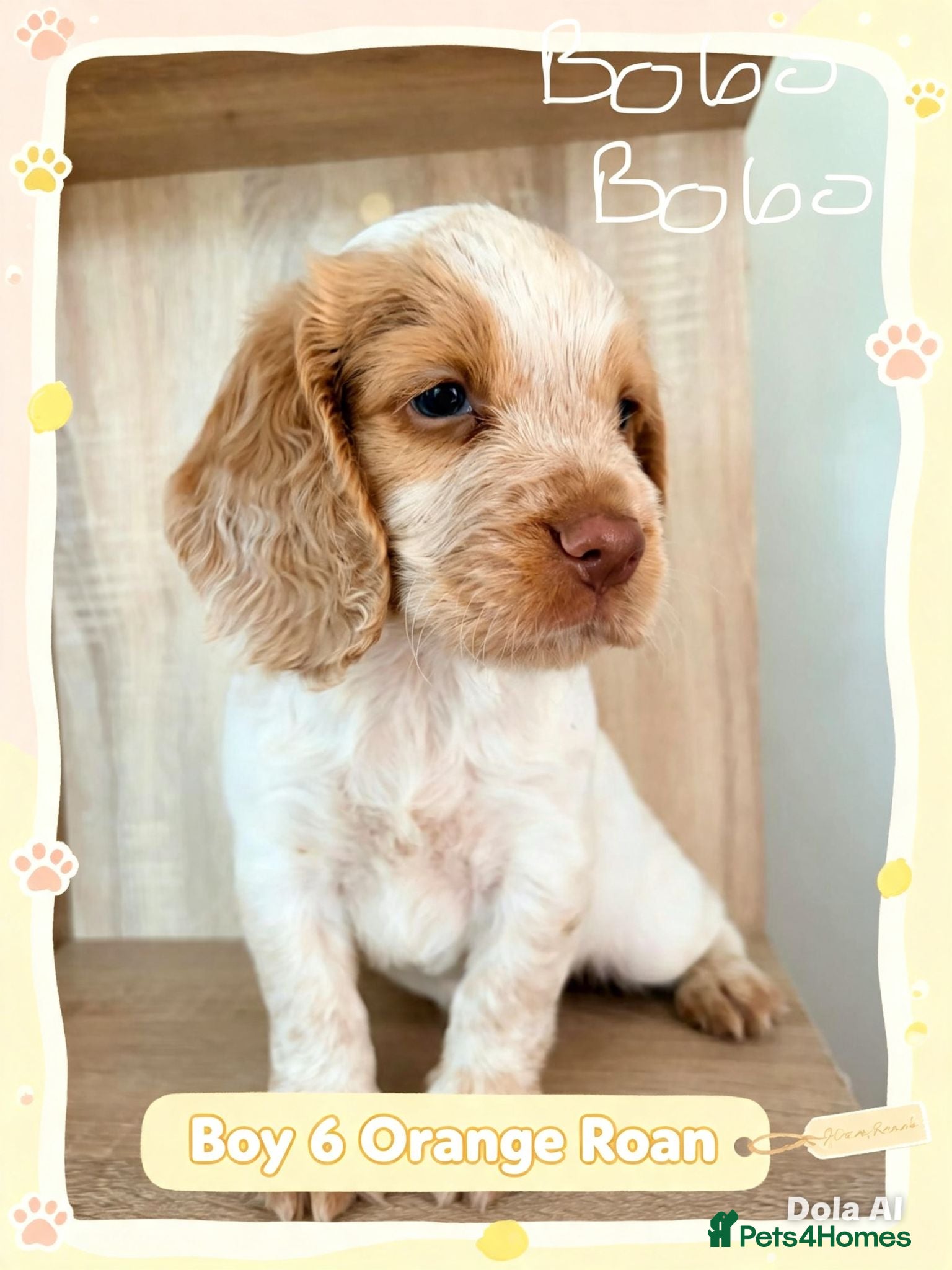 Cocker Spaniel dogs 🐾 8 Male Working Cocker Spaniel Puppies 🐾  - Advert 1