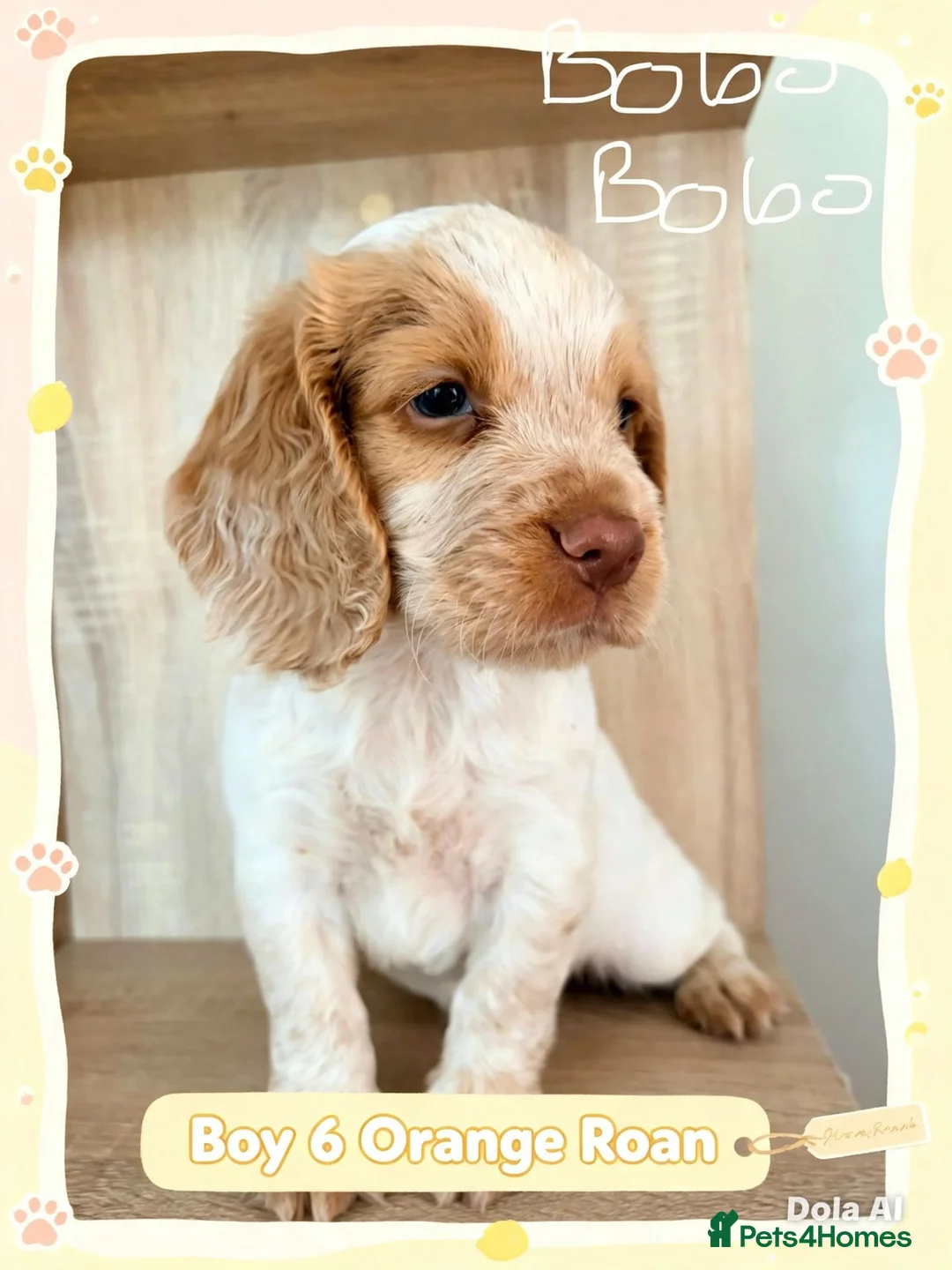 Cocker Spaniel dogs for sale: 🐾 8 Male Working Cocker Spaniel Puppies 🐾  - Advert 1