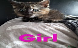 Domestic Shorthair cats for sale: Beautiful tortoise shell kittens - Image 2