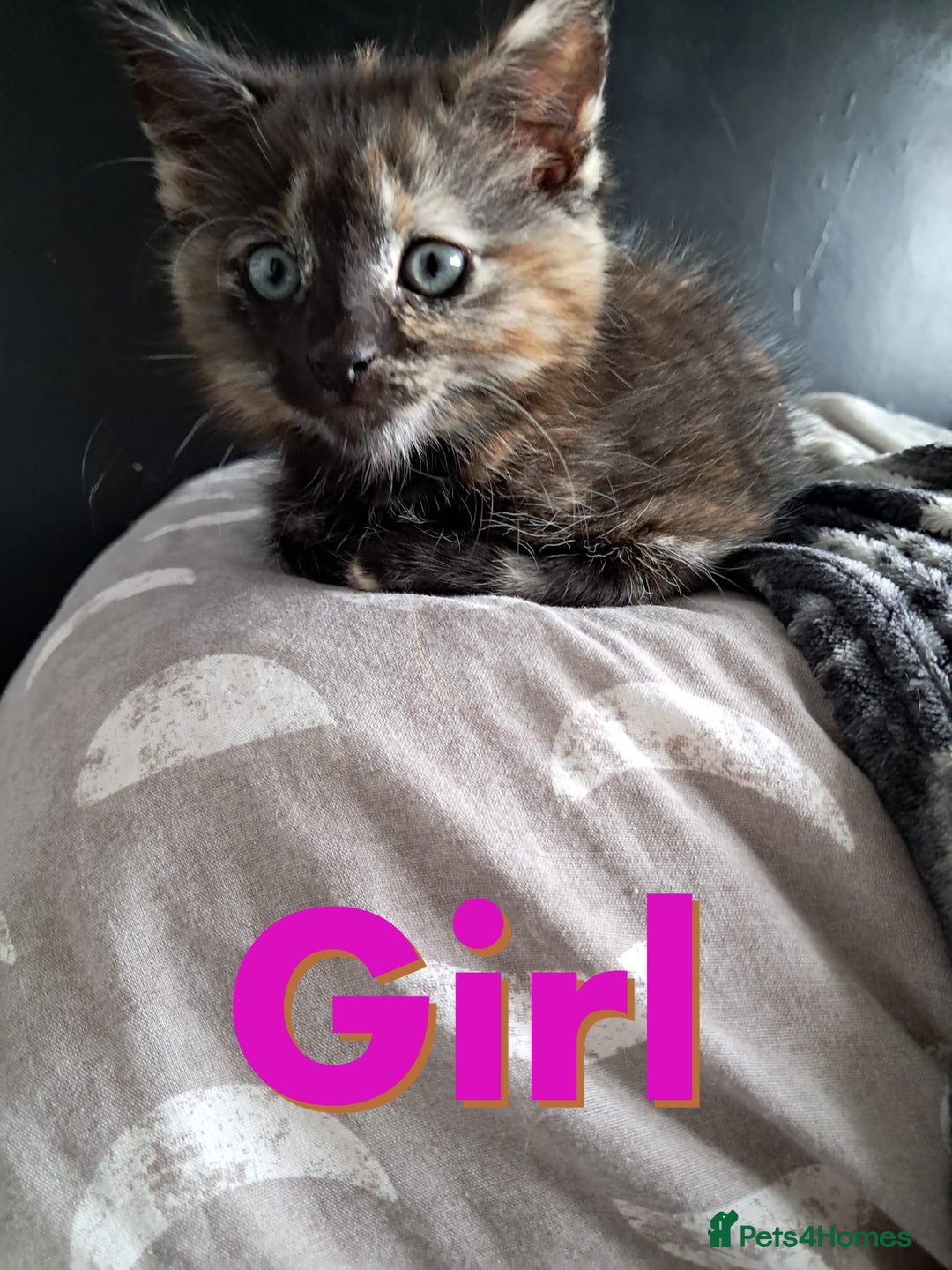Domestic Shorthair cats for sale: Beautiful tortoise shell kittens - Image 2