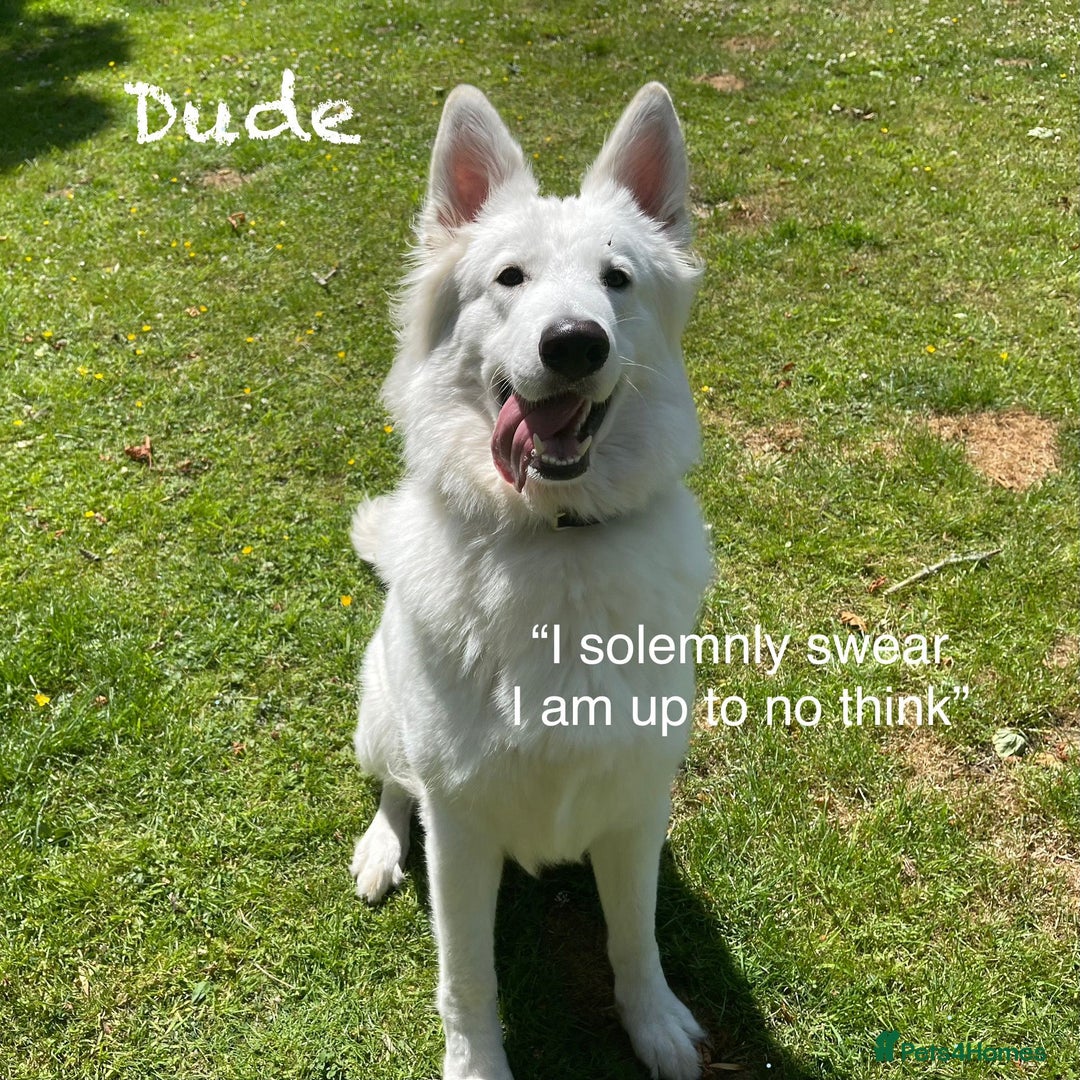White Swiss Shepherd dogs for sale: White Swiss Shepherd Puppies 🐾🍼KC Registered - Image 19