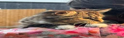 Mixed Breed cats for sale: Long hair 7 month old tabby  - Advert 3