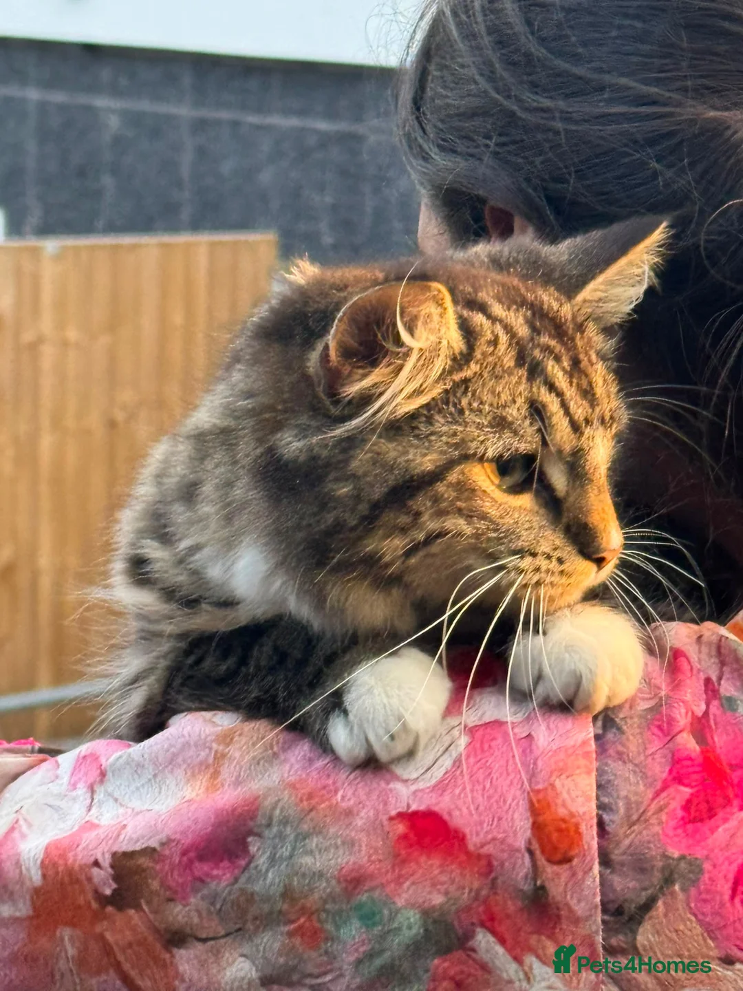 Mixed Breed cats for sale: Long hair 7 month old tabby  - Advert 3