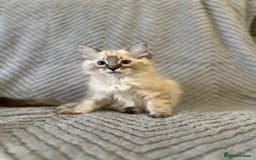 Ragdoll cats for sale: Ragdoll Linx kittens - Image 2