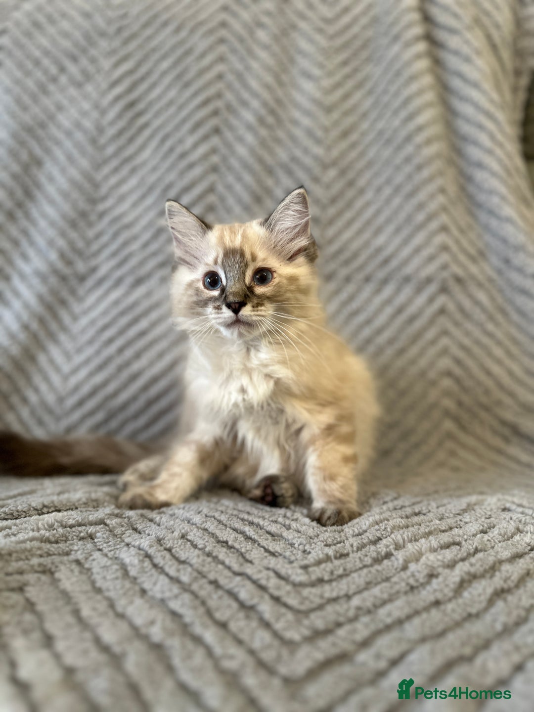 Ragdoll cats for sale: Ragdoll Linx kittens - Image 2