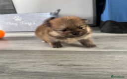 Pomeranian dogs for sale: KC registered Pomeranian puppies - Image 6