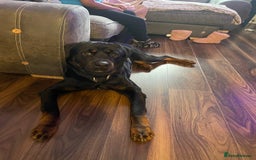 Mixed Breed dogs for sale: Rottweiler mix - Image 6