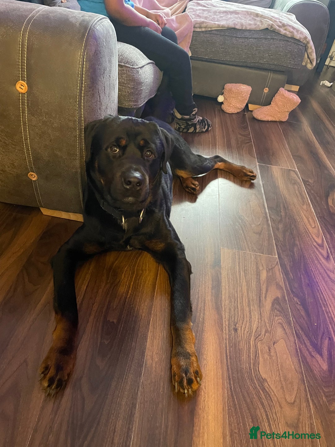 Mixed Breed dogs for sale: Rottweiler mix - Image 6