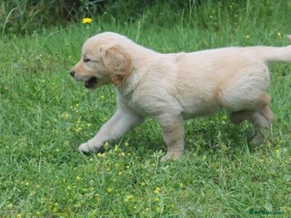 Golden Retriever dogs lovely golden retriever - Advert 2