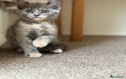 British Shorthair cats for sale: Beautiful kittens - Image 6