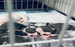 Mixed Breed dogs for sale: Frenchie x pocket bully male puppys - Image 4