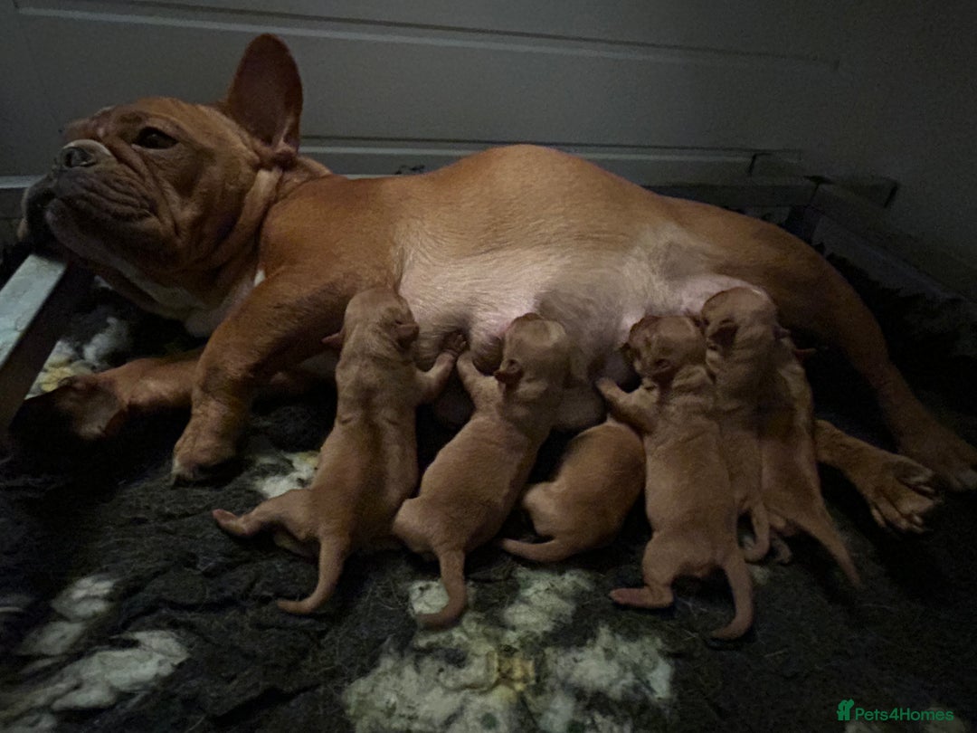 Mixed Breed dogs for sale: Red Royal frenchel puppies - Advert 4