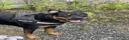 Rottweiler dogs for sale: 🐶 Beautiful Rottweiler Puppies - Advert 6