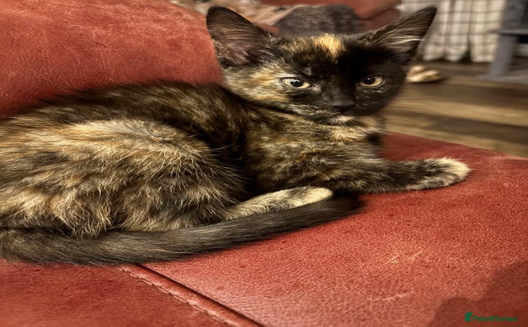 Mixed Breed cats - Advert 3