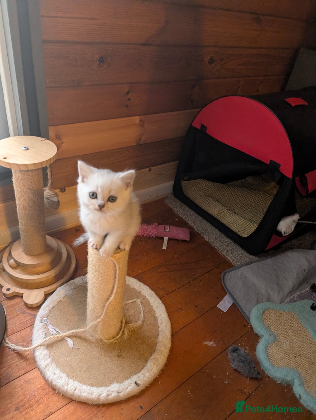 Scottish Fold cats for sale: 🥰 Scottish fold kitties for loving homes 💗 - Advert 9